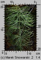 Equisetum sylvaticum (skrzyp leśny)