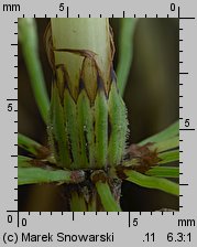 Equisetum sylvaticum (skrzyp leśny)