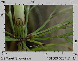 Equisetum sylvaticum (skrzyp leśny)