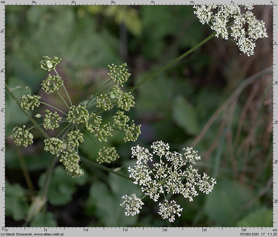 Heracleum sphondylium ssp. trachycarpum (barszcz zwyczajny karpacki)