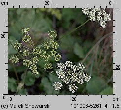 Heracleum sphondylium ssp. trachycarpum (barszcz zwyczajny karpacki)