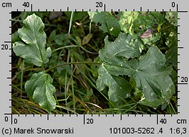 Heracleum sphondylium ssp. trachycarpum (barszcz zwyczajny karpacki)