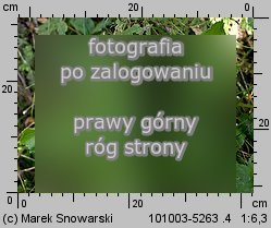 Heracleum sphondylium ssp. trachycarpum (barszcz zwyczajny karpacki)