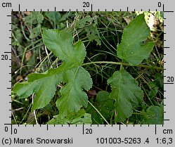 Heracleum sphondylium ssp. trachycarpum (barszcz zwyczajny karpacki)