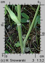 Heracleum sphondylium ssp. trachycarpum (barszcz zwyczajny karpacki)