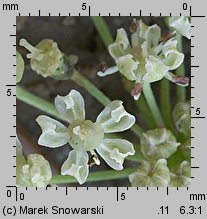 Heracleum sphondylium ssp. trachycarpum (barszcz zwyczajny karpacki)