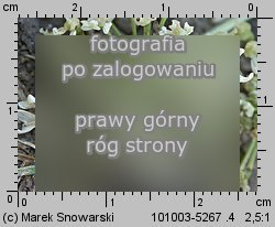 Heracleum sphondylium ssp. trachycarpum (barszcz zwyczajny karpacki)
