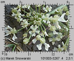 Heracleum sphondylium ssp. trachycarpum (barszcz zwyczajny karpacki)