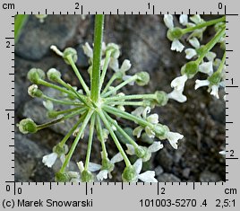 Heracleum sphondylium ssp. trachycarpum (barszcz zwyczajny karpacki)