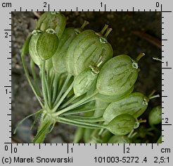 Heracleum sphondylium ssp. trachycarpum (barszcz zwyczajny karpacki)