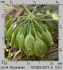 Heracleum sphondylium ssp. trachycarpum (barszcz zwyczajny karpacki)