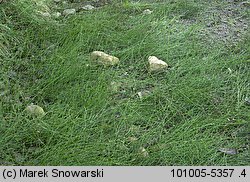 Equisetum variegatum (skrzyp pstry)