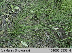 Equisetum variegatum (skrzyp pstry)