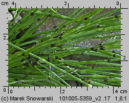 Equisetum variegatum (skrzyp pstry)