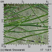 Equisetum variegatum (skrzyp pstry)