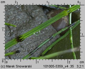 Equisetum variegatum (skrzyp pstry)