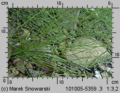 Equisetum variegatum (skrzyp pstry)