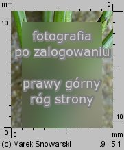 Equisetum variegatum (skrzyp pstry)
