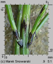 Equisetum variegatum (skrzyp pstry)