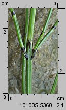 Equisetum variegatum (skrzyp pstry)