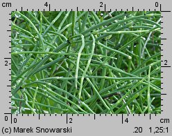 Equisetum variegatum (skrzyp pstry)