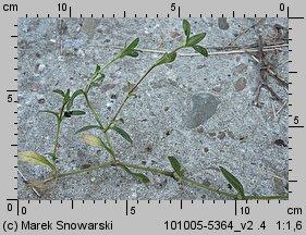 Cerastium holosteoides (rogownica pospolita)