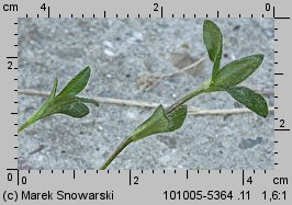 Cerastium holosteoides (rogownica pospolita)