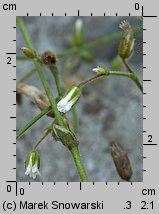 Cerastium holosteoides (rogownica pospolita)