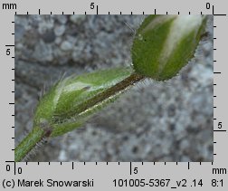 Cerastium holosteoides (rogownica pospolita)