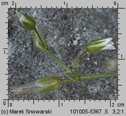 Cerastium holosteoides (rogownica pospolita)