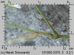 Cerastium holosteoides (rogownica pospolita)