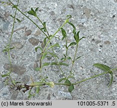 Cerastium holosteoides (rogownica pospolita)