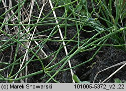 Equisetum variegatum (skrzyp pstry)