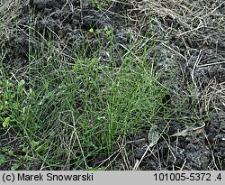 Equisetum variegatum (skrzyp pstry)