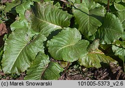 Rumex alpinus (szczaw alpejski)