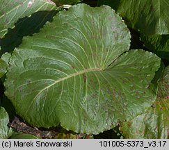 Rumex alpinus (szczaw alpejski)