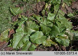 Rumex alpinus (szczaw alpejski)