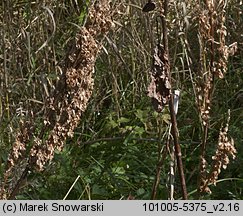 Rumex alpinus (szczaw alpejski)