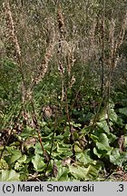 Rumex alpinus (szczaw alpejski)