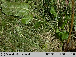 Rumex obtusifolius (szczaw tępolistny)