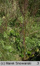 Rumex obtusifolius (szczaw tępolistny)