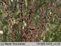 Rumex obtusifolius (szczaw tępolistny)