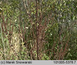 Rumex obtusifolius (szczaw tępolistny)