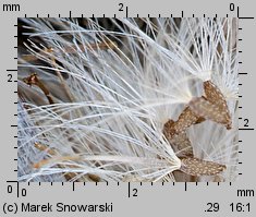 Gnaphalium sylvaticum (szarota leśna)