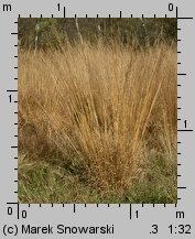 Molinia caerulea s.str. (trzęślica modra)