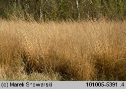 Molinia caerulea s.str. (trzęślica modra)