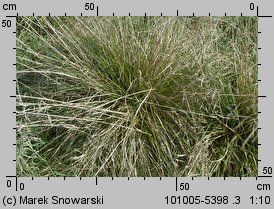 Deschampsia cespitosa (śmiałek darniowy)