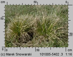 Deschampsia cespitosa (śmiałek darniowy)