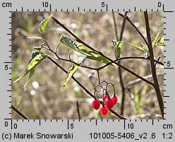 Solanum dulcamara (psianka słodkogórz)