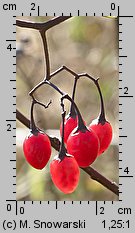 Solanum dulcamara (psianka słodkogórz)